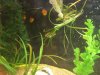 Spot & All Platies.jpg