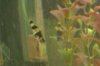 Bee2.jpg