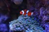 fish1.JPG