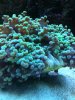 frogspawn.jpg