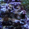 polyps1.jpg