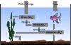 aquarium_nitrogen_cycle.jpg