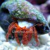 hermit crab.jpg