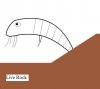 Shrimp.jpg
