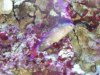 firefish II.jpg