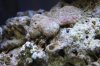 IMG_1419re.jpg