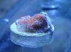 DSC03195.jpg