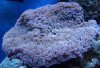 DSC02559.jpg