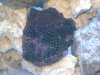 open zoas.jpg