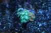 new zoas.jpg