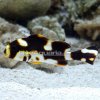 p-72550-Dogifish-orientalis.jpg