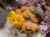 sun coral.JPG