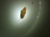 mystery snail.jpg