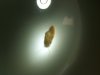 mystery snail2.jpg