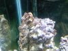 zoas.jpg