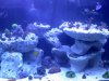tank pic1.jpg