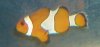 clown tail.jpg