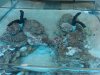 IMG00064-20100326-1211.jpg