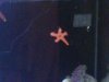 star.jpg