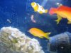 anthias 1.jpg