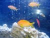 anthias 2.jpg