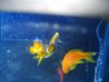 anthias 3.jpg