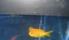 anthias 4.jpg