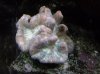 Brain Coral, Wellsophyllia.jpg
