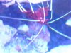 bloodshrimp.jpg
