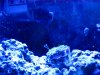 Tank 3-28-10 063.jpg