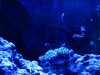 Tank 3-28-10 070.jpg