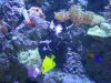 new reef 1.jpg