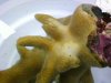 porites1.jpg