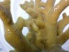 porites2.jpg