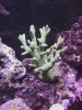 porites3.jpg
