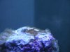 Unknown SPS.jpg
