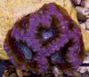 acan_lordhowensis.jpg