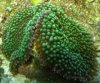 green_ricordia_florida.jpg