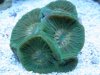 moseleya_letistellata.jpg