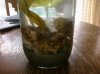 ecosphere 1.jpg
