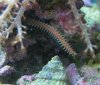 bristleworm2.jpg