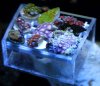 zoas2.jpg