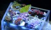 zoas3.jpg