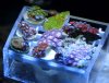 zoas4.jpg