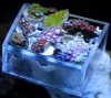zoas5.jpg