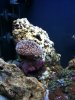 Mushroom Coral.jpg
