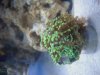 coral_02.jpg