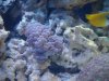 coral_03.jpg