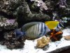 Sailfin Tang & A foxface Lo.jpg