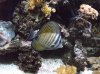 Sailfin Tang.jpg